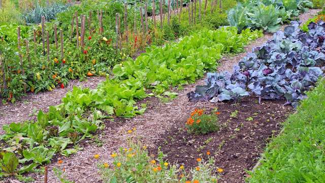 Späte Aussaat im Juli und August: Dieses Gemüse sprießt im Sommer ohne Probleme