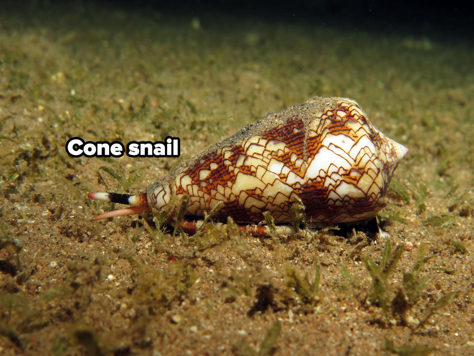 A cone snail on a sandy, grassy seabed. Its patterned shell is prominent as it moves across the underwater environment