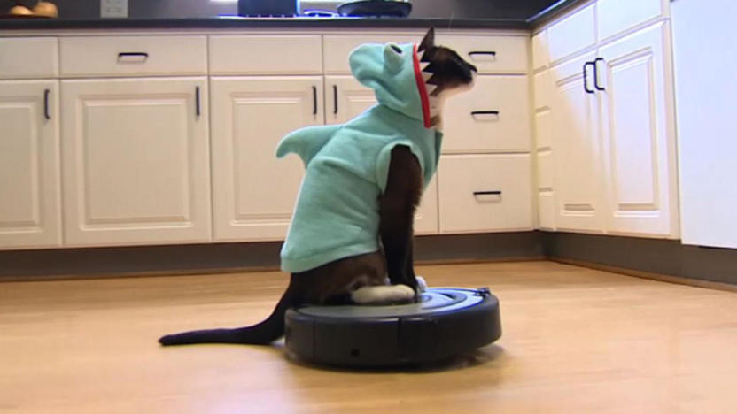 Shark Cat Riding a Roomba