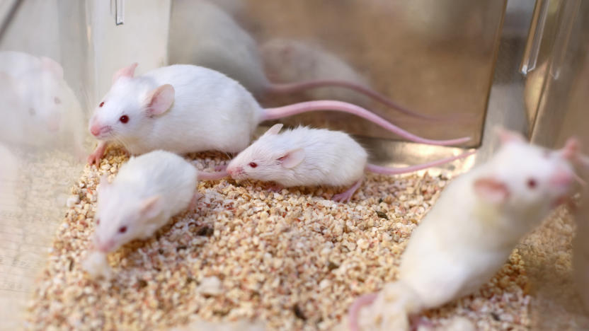 Mice being used in scientific research.