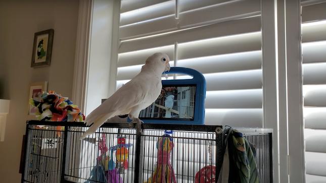 A white parrot stands in front of a tablet where another bird is displayed