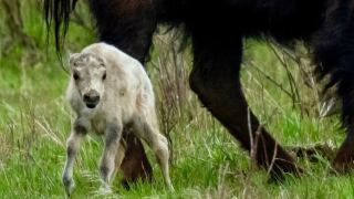 White bison calf at Yellowstone National Park