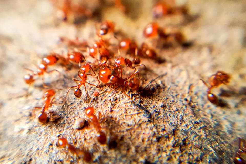 Fears Asian super ants could invade Britain after huge colony found