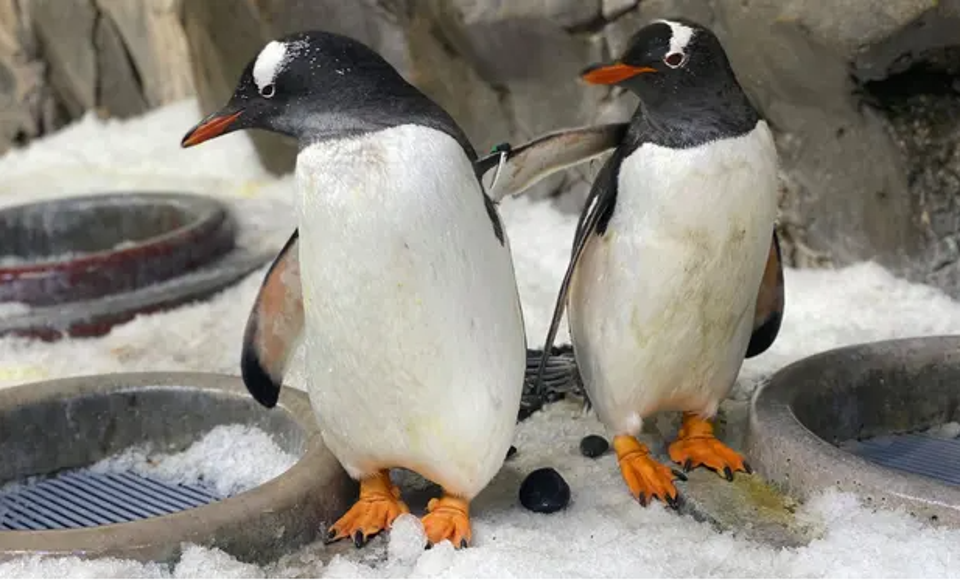 <p>Jones and Klaus make up one of two same-sex male gentoo penguin couples who have partnered up Melbourne’s Sea Life aquarium </p>